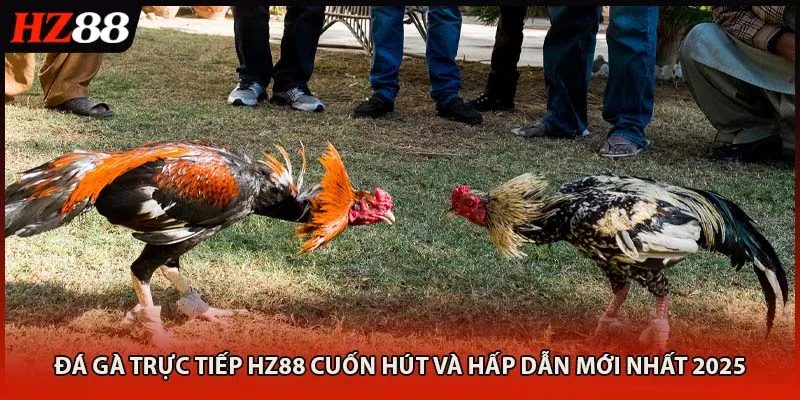 Đá Gà Trực Tiếp HZ88 Cuốn Hút Và Hấp Dẫn Mới Nhất 2025